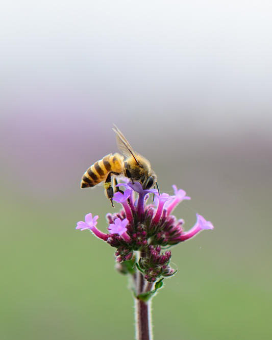 WEE NEED BEES
